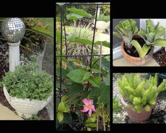 Beautiful Plants Everywhere in this Estate