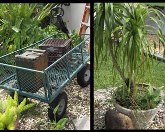 Garden Cart and Ponytail Palm