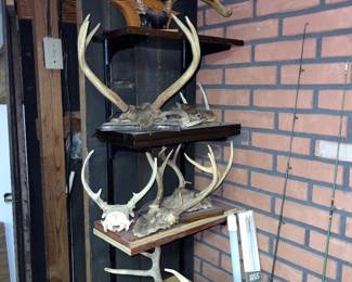 Deer antlers