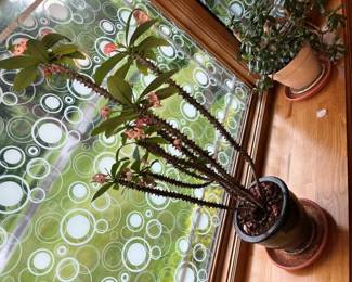 29 Heirloom Succulents