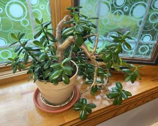 29 Heirloom Rubber Plant