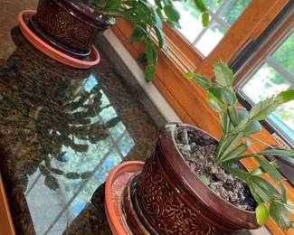 29 Houseplant Sampler