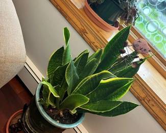 29 Heirloom House Plant Sampler