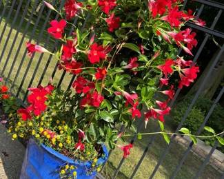 29 Outdoor Planter Sampler I