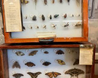 Preserved insects