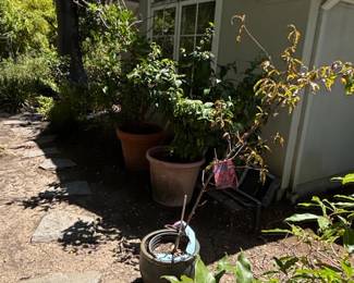 Assorted Garden Planters and Fruit Trees second image