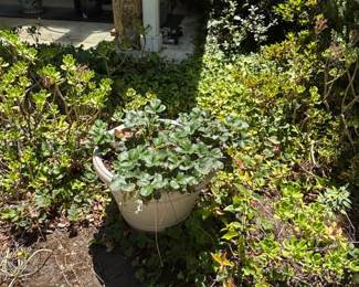 Assorted Garden Planters and Fruit Trees