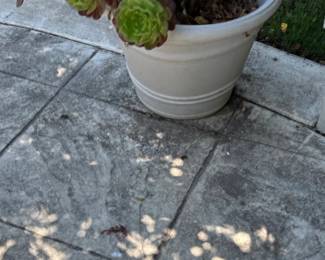 Assorted Garden Planters and Fruit Trees fourth image