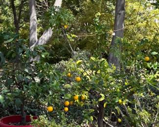 Assorted Garden Planters and Fruit Trees third image