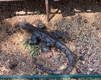iguana
