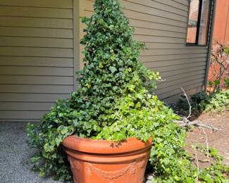 19 LargeTerracottaStyleOutdoorPlanterwIvyPlant