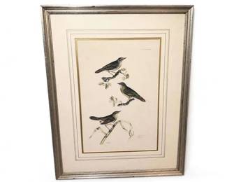 Framed ornithological bird print with three songbirds
Condition: Good
Framed print under glass showing three birds on branches with leaves. Cream mat, double-gold inner border, and weathered silver-toned frame. Appears to be a decorative wildlife/ornithology print rather than original painting.