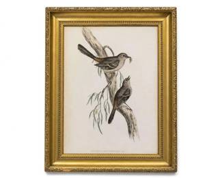 Framed ornithological bird print in ornate gold frame
Condition: Good
Single framed bird illustration showing two birds on a branch, matted and displayed in a decorative gold frame. The piece appears to be a printed art work rather than original painting, but medium is not confirmed from the photo alone.