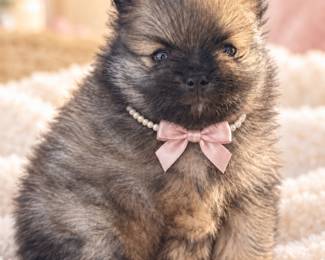 pomeranian girl toy 