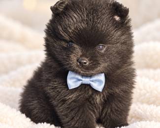 Pomeranian boy toy 