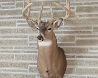 Deer 1 Eleven Points