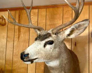 Fellas An 8 Point Mule Deer.