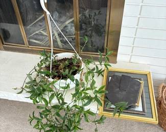 Plant