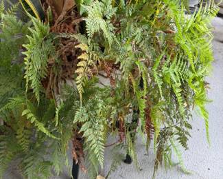 Live Potted Fern and Snake Plant Arrangement