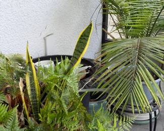 Snake Plant Sansevieria trifasciata and Fern Mixed Container