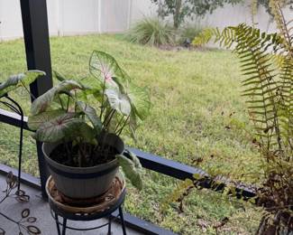 Caladium Plant in Decorative Resin Planter with Metal Stand