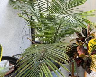 Majesty Palm Ravenea rivularis