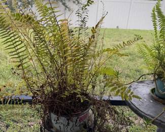 Potted Fern on Wrought Iron Plant Stand