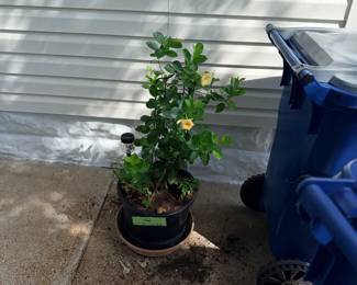 Items Located On The Back Patio