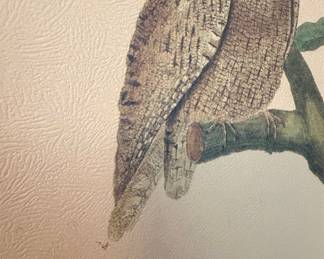 Le Petit Duc Owl Print - Vintage Ornithological Illustration