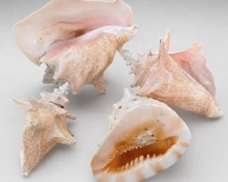 Decorative Seashell Collection
