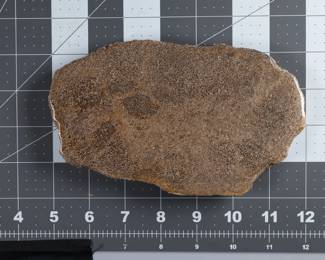 Fossil - Polished Dinosaur Bone Cross Section