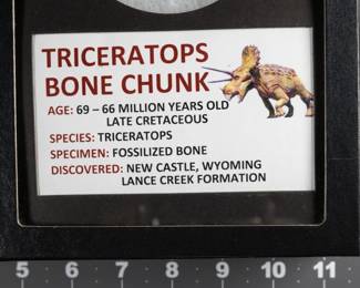 Fossil - Triceratops Bone Fragment