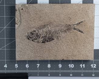 Fossil - Green River Formation Fish