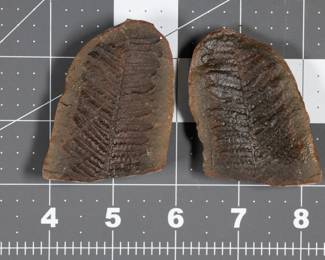 Fossil - Fern (+ and - Impressions)