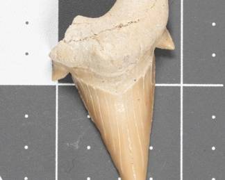 Fossilized Shark Tooth - Otodus Obliquus!