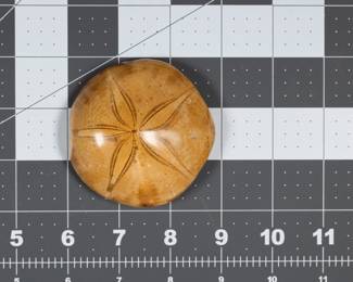 Fossil - Sea Biscuit