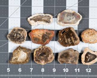 Fossils - Polished Petrified Wood Slices