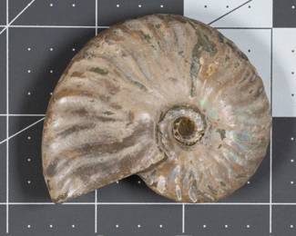 Iridescent Ammonite