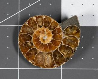 Cut and Polished Ammonite