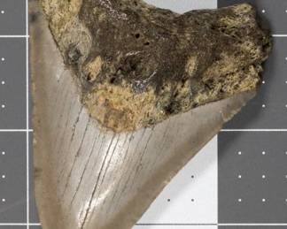 Fossil - Megalodon tooth