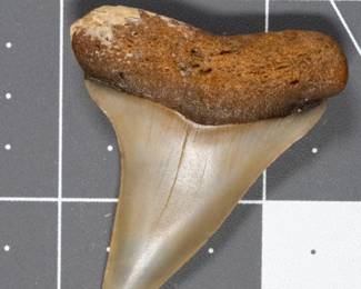 Fossilized Mako Shark Tooth