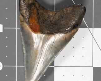 Fossil - Megalodon Shark Tooth