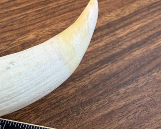 J194 - $50. Sperm Whale Tooth.