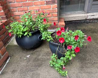 Plants