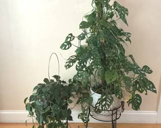 Living Swiss Monstera HeartLeaf Trio