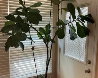 Fiddle Leaf Fig Tree
