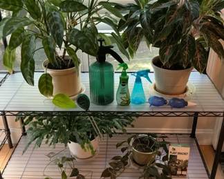 Indoor Living Plants