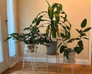 3 Potted Houseplants With Stands