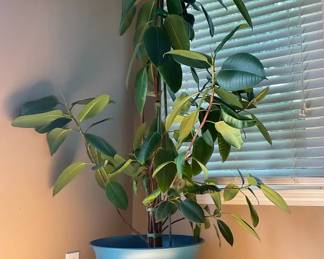 Living 6ft. Rubber Plant