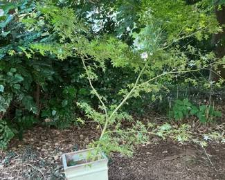 Japanese Maple